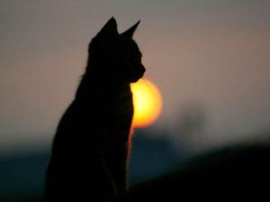 Sunset_Cat_8XhkszoaLJiM5tSNDFNtQ