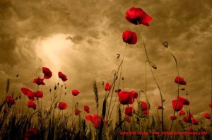 red-poppy-flowers-2